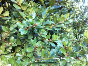 Laurus nobilis 'Saratoga' - foliage